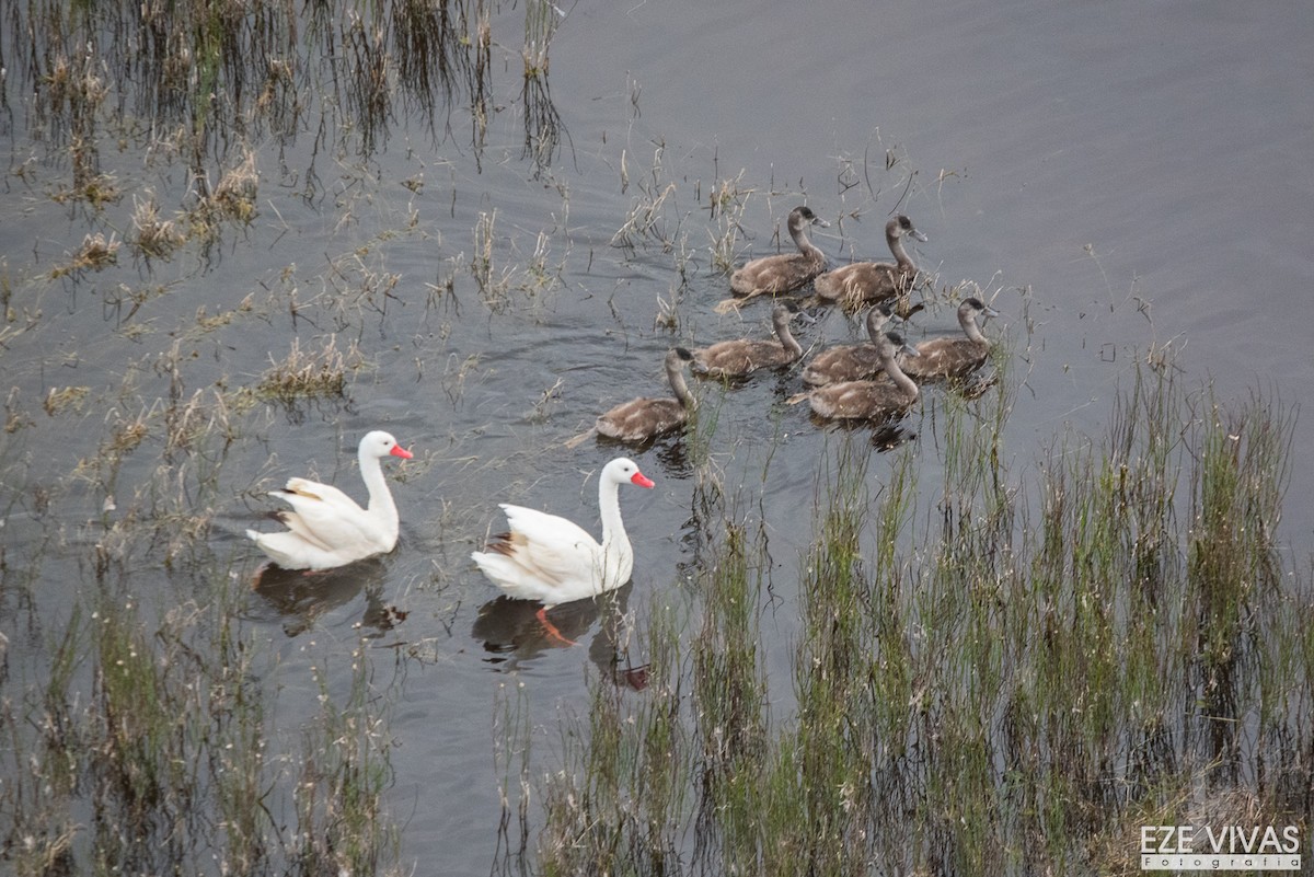 labuť koskoroba - ML640026068