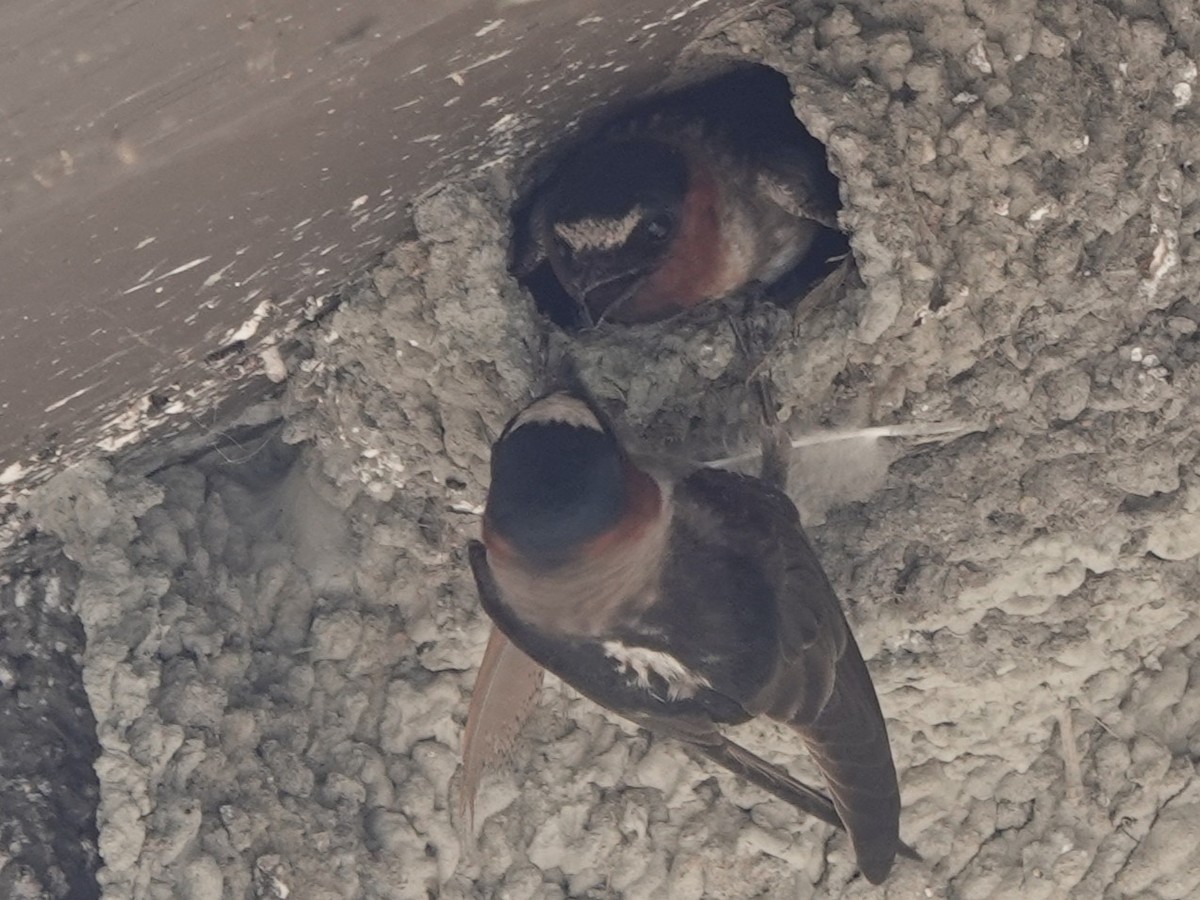 Cliff Swallow - ML640026075