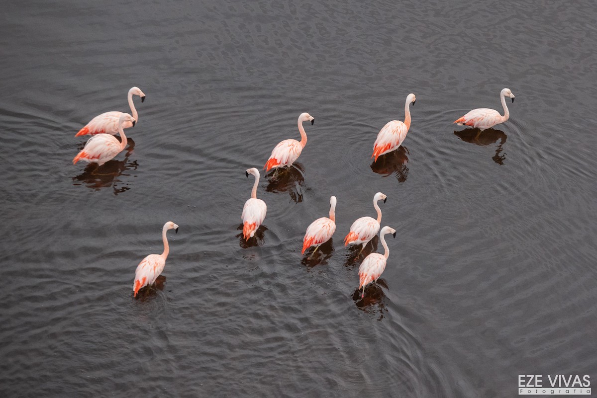 plameňák chilský - ML640026078