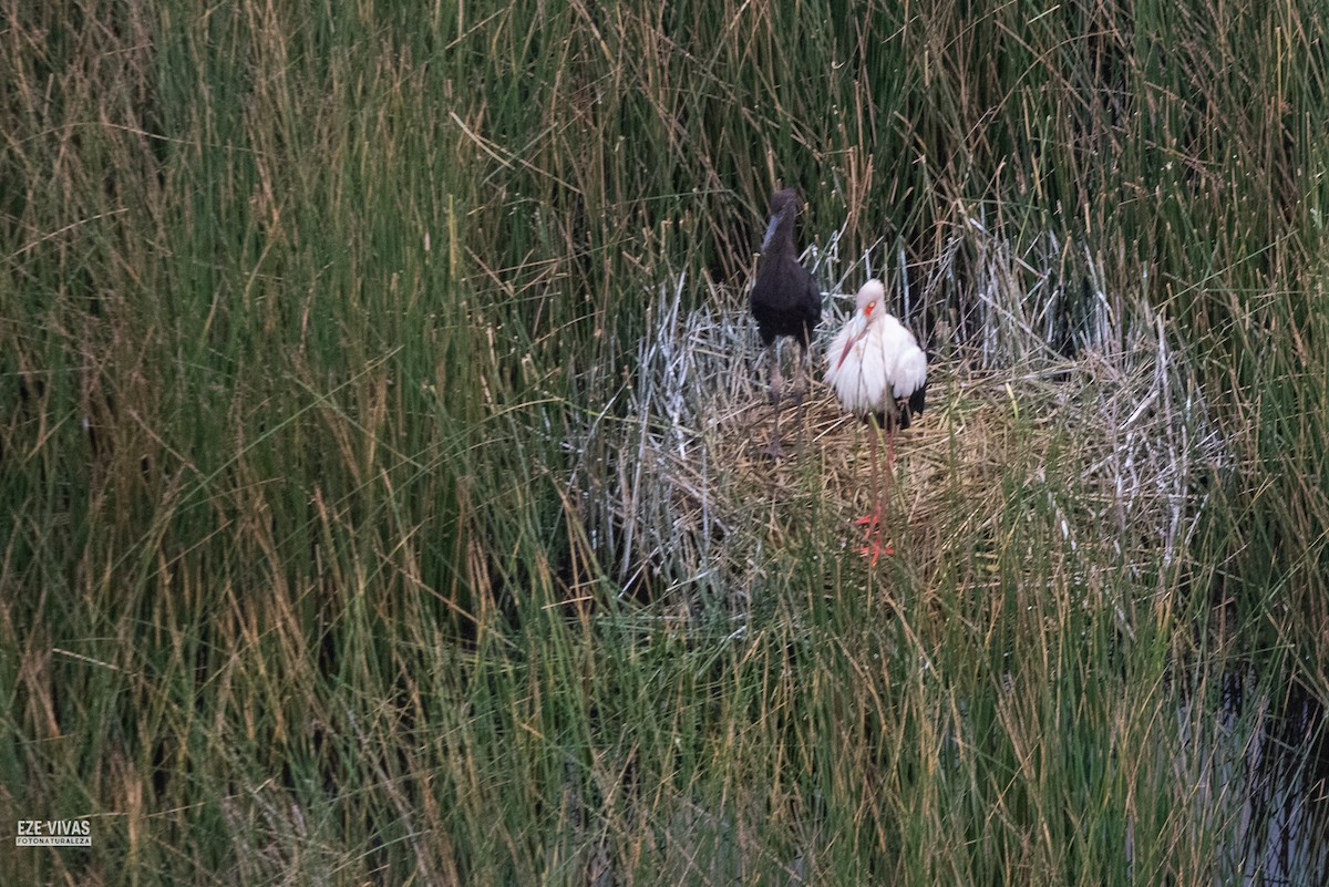 čáp jihoamerický - ML640026090