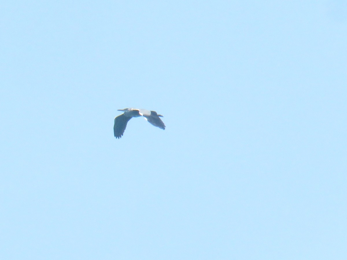 Gray Heron - ML640026176
