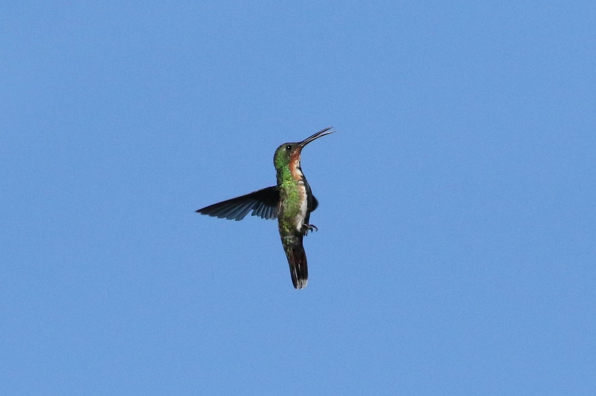 Green-breasted Mango - ML640026178