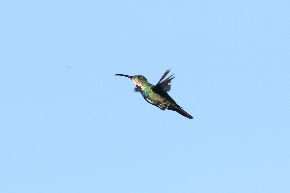 Green-breasted Mango - ML640026179