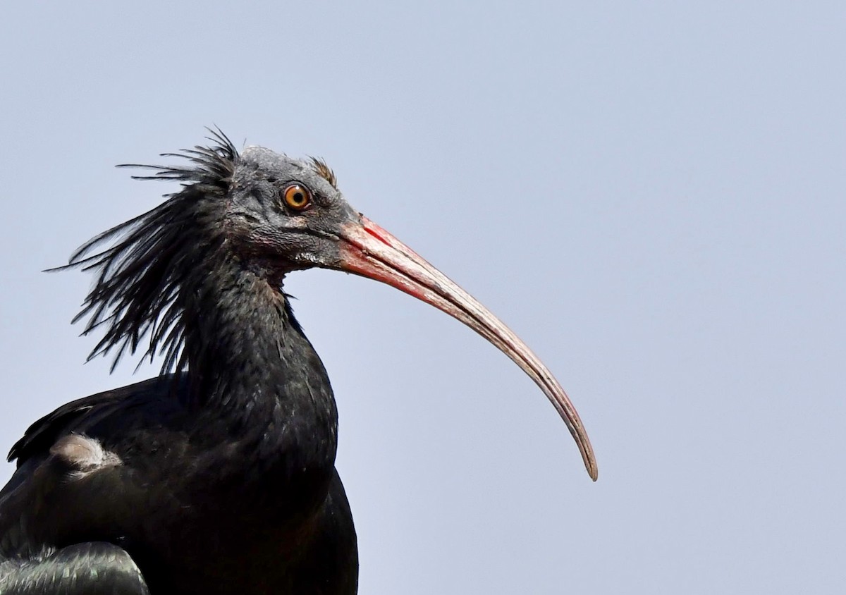 ibis skalní - ML640026264