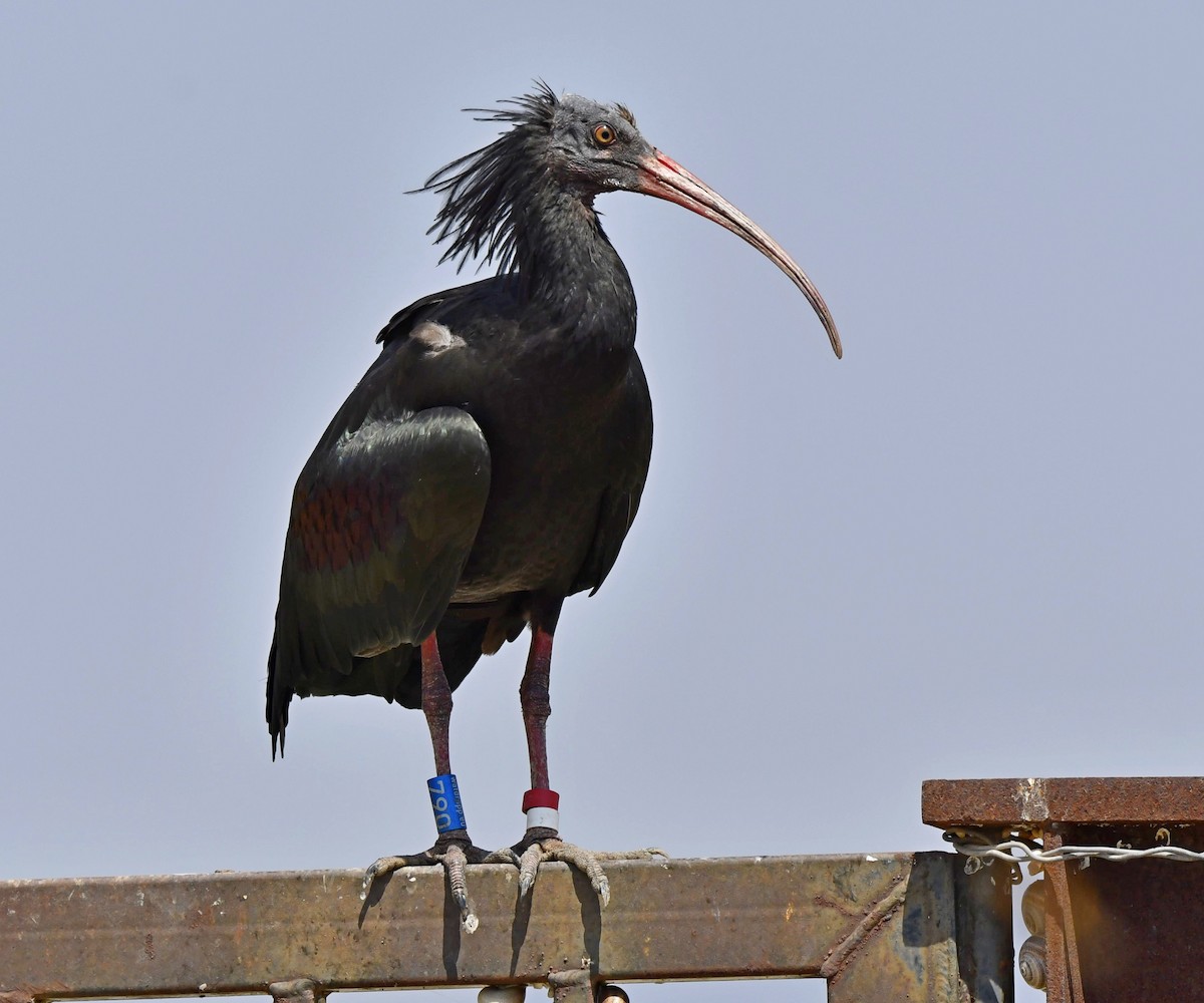 ibis skalní - ML640026265