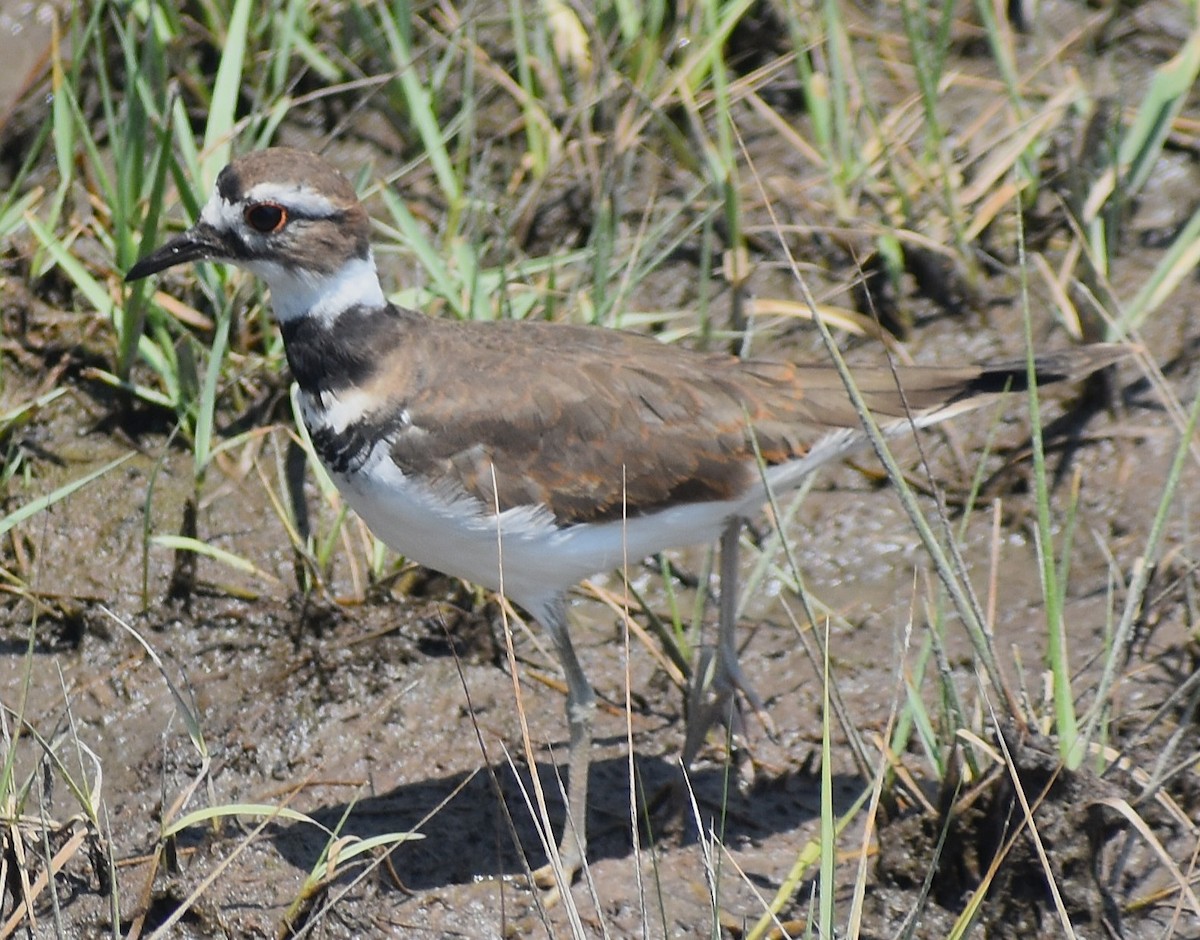 Killdeer - ML640026355
