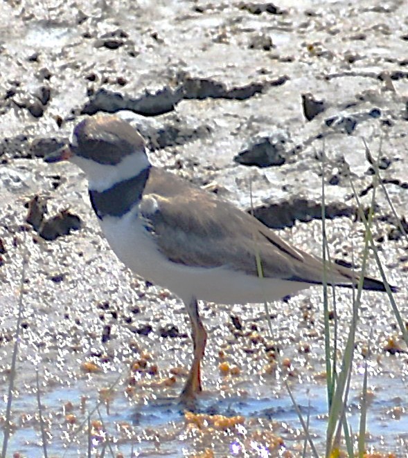 Semipalmated Plover - ML640026360