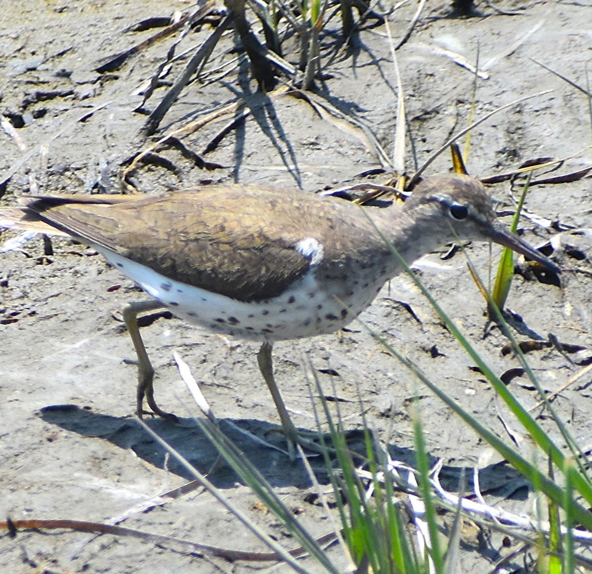 Spotted Sandpiper - ML640026363