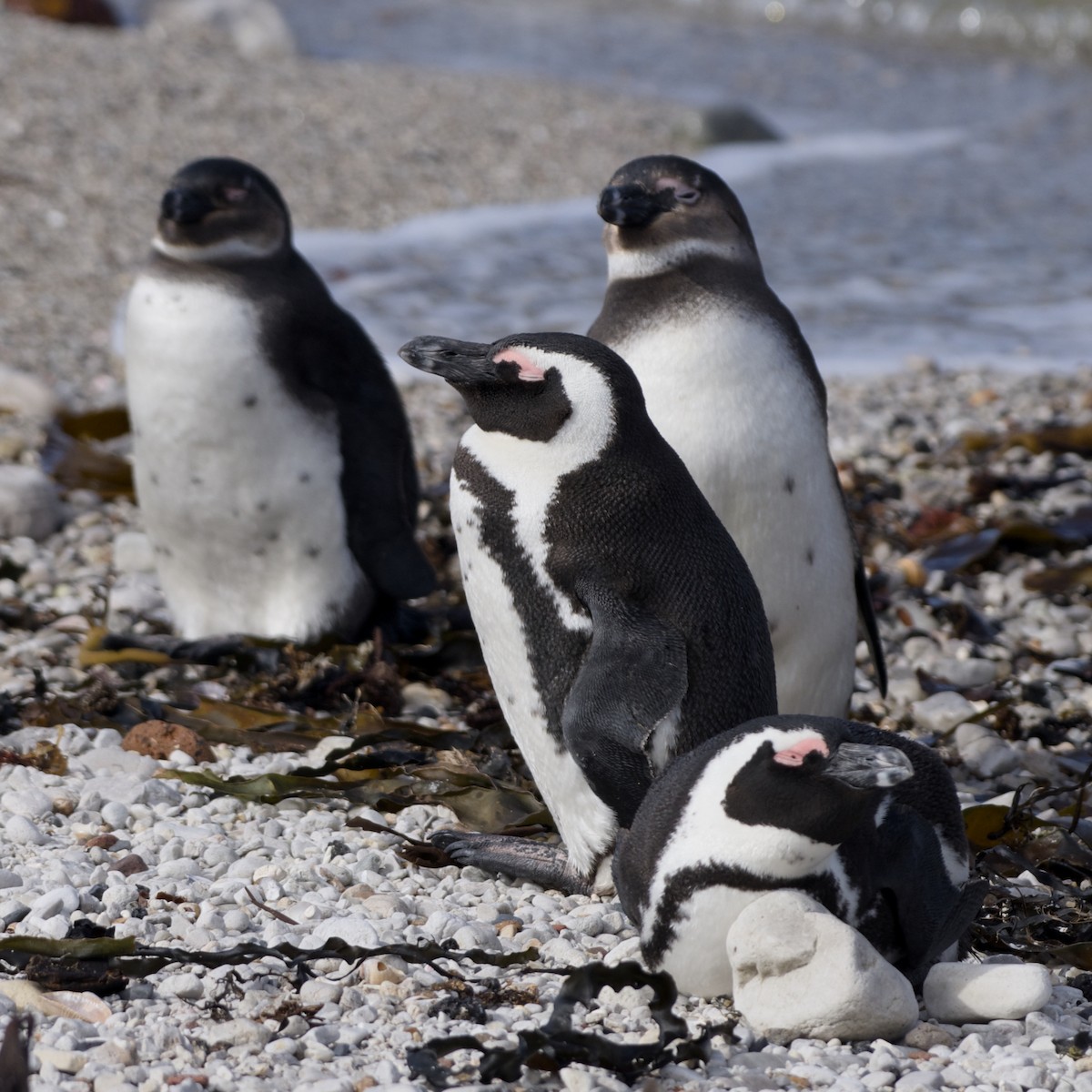 African Penguin - ML640026433