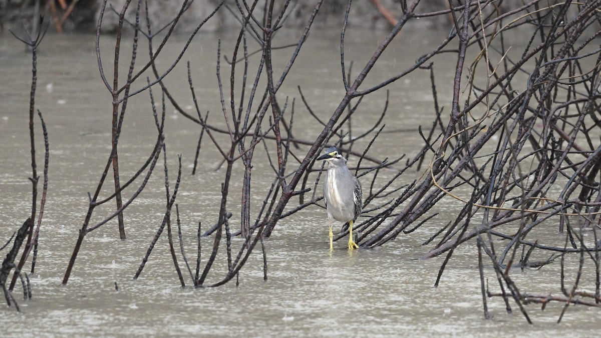 Striated Heron - ML640026563