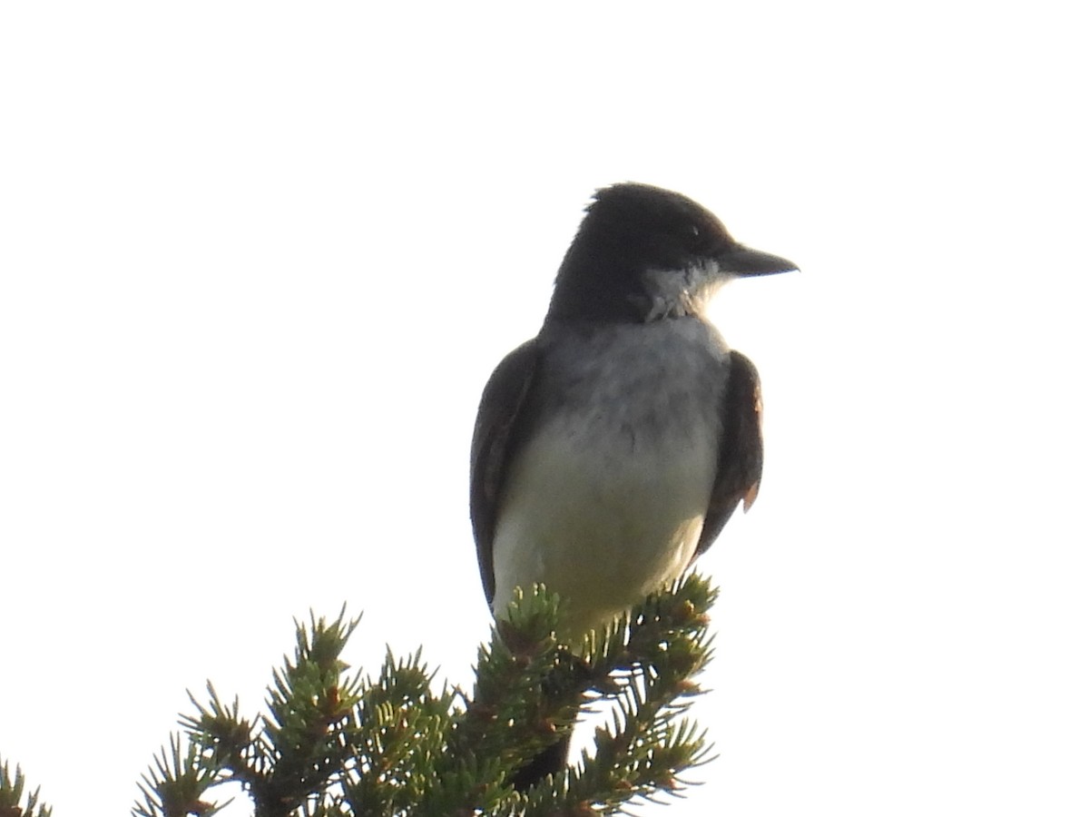 Eastern Kingbird - ML640026570