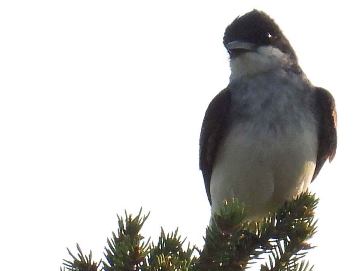 Eastern Kingbird - ML640026571