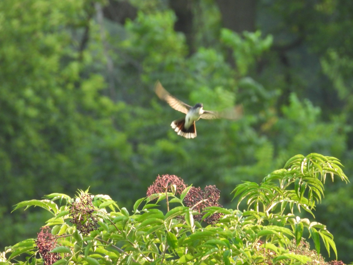 Eastern Kingbird - ML640026572