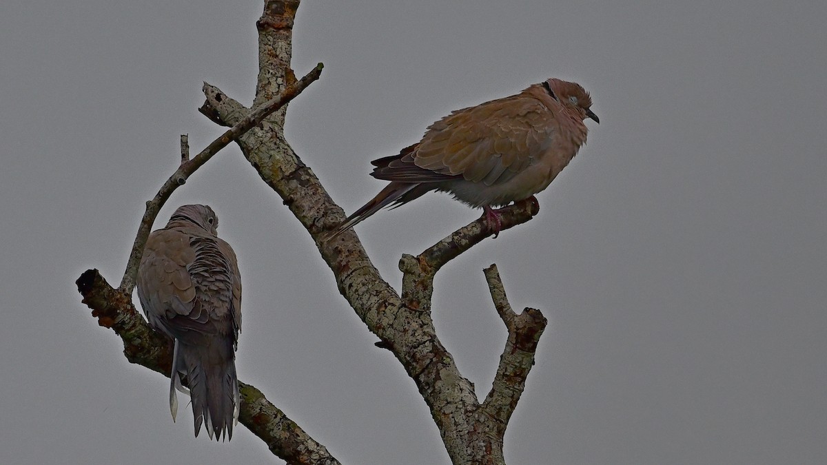 Eurasian Collared-Dove - ML640026574