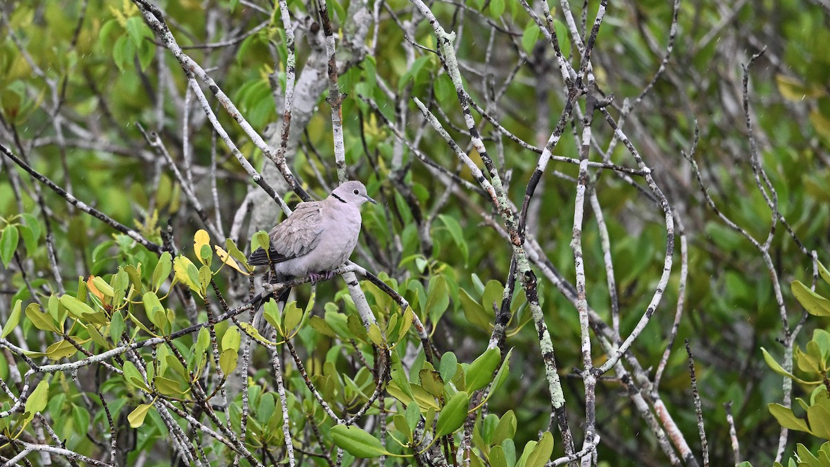 Eurasian Collared-Dove - ML640026575
