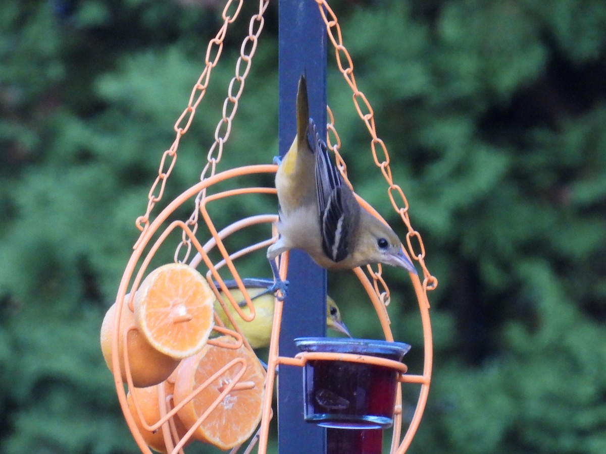 Baltimore Oriole - ML640026582