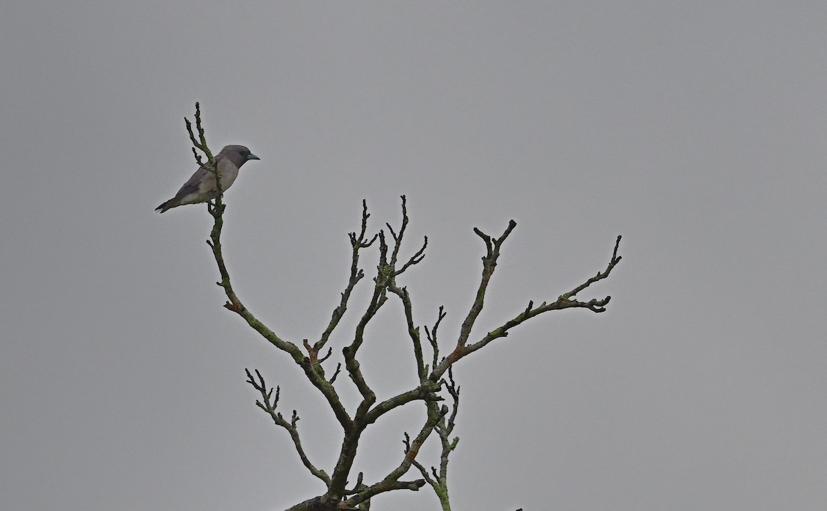 Ashy Woodswallow - ML640026584