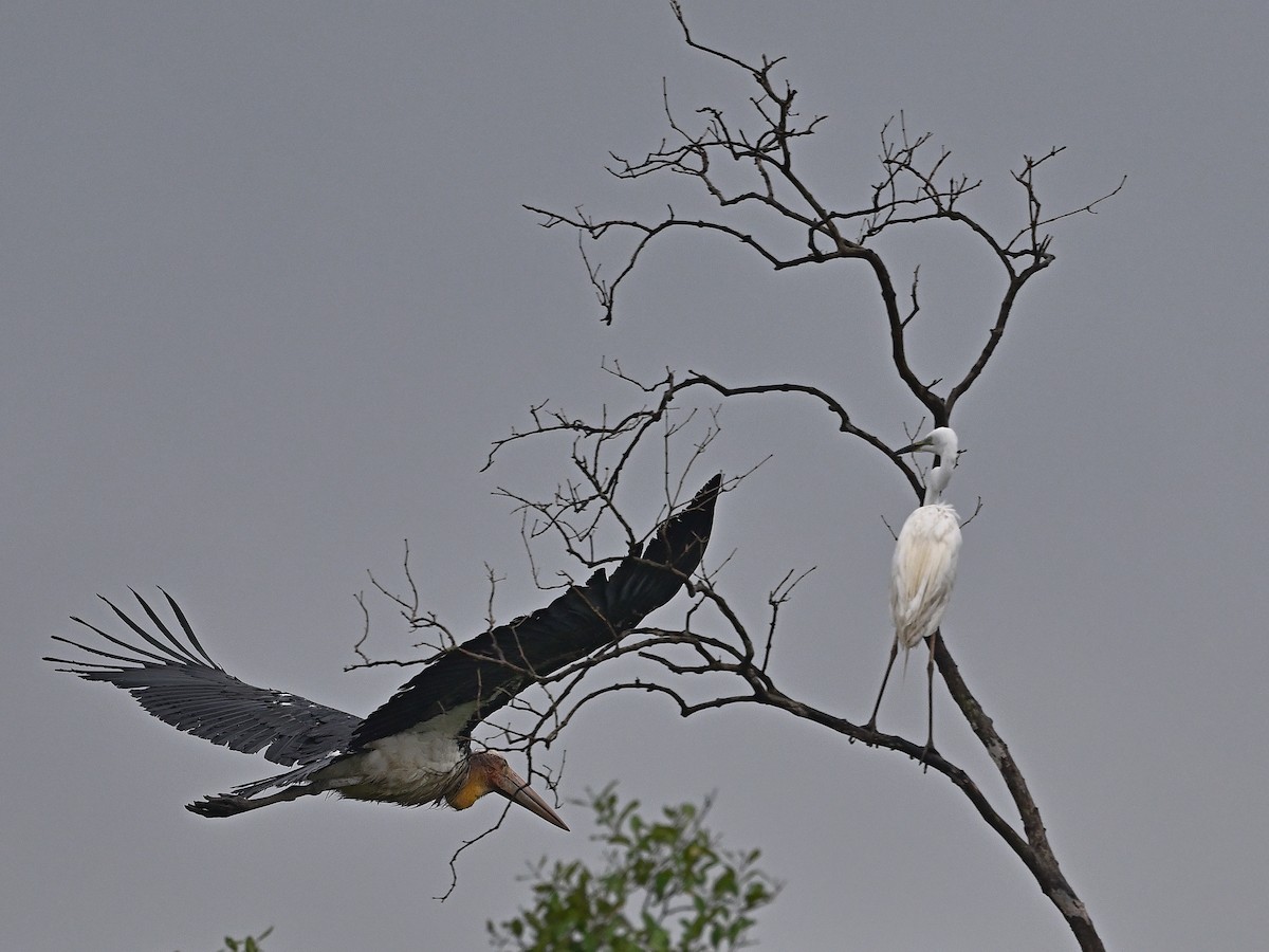Lesser Adjutant - ML640026585