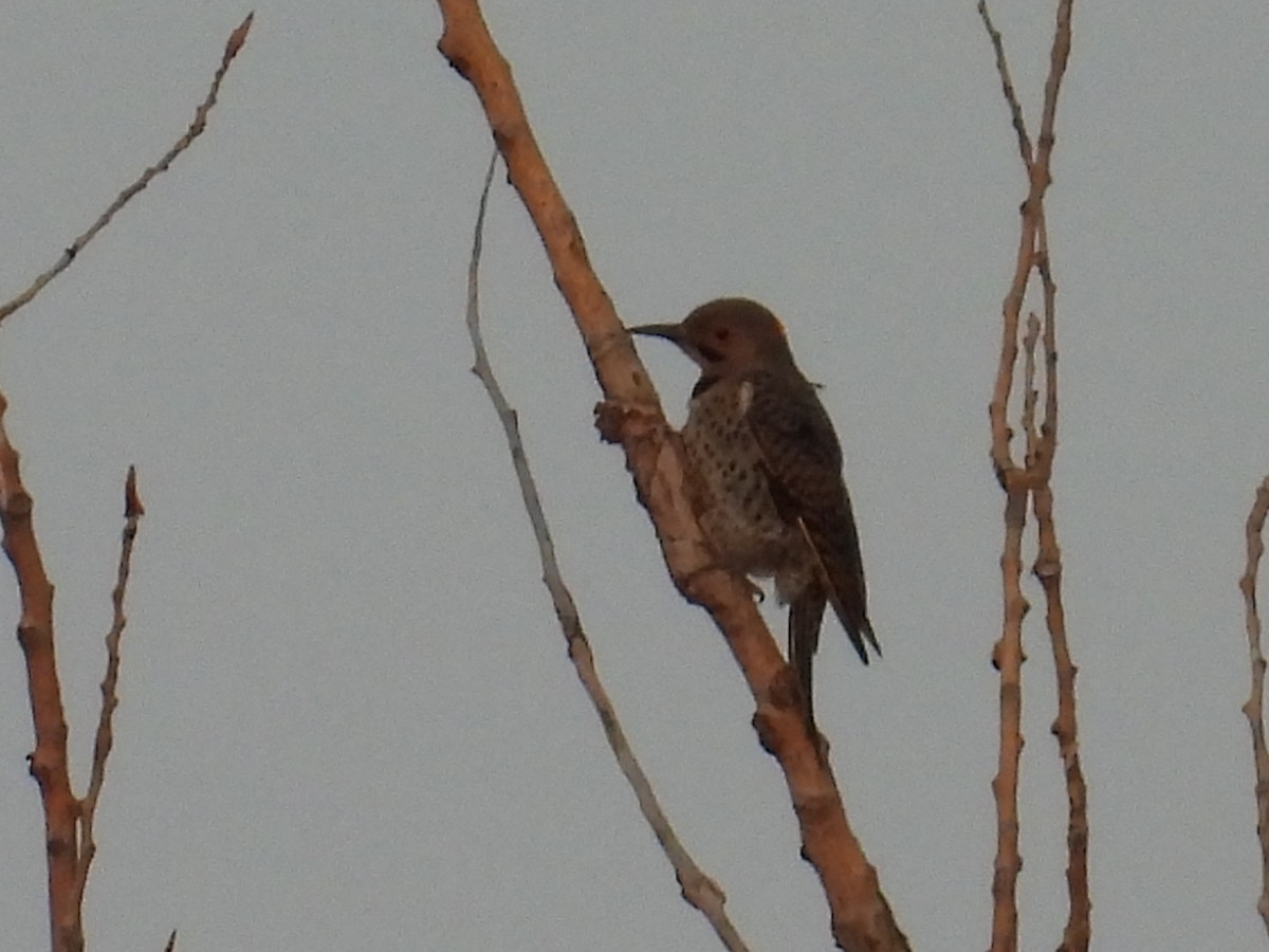 Northern Flicker - ML640026588