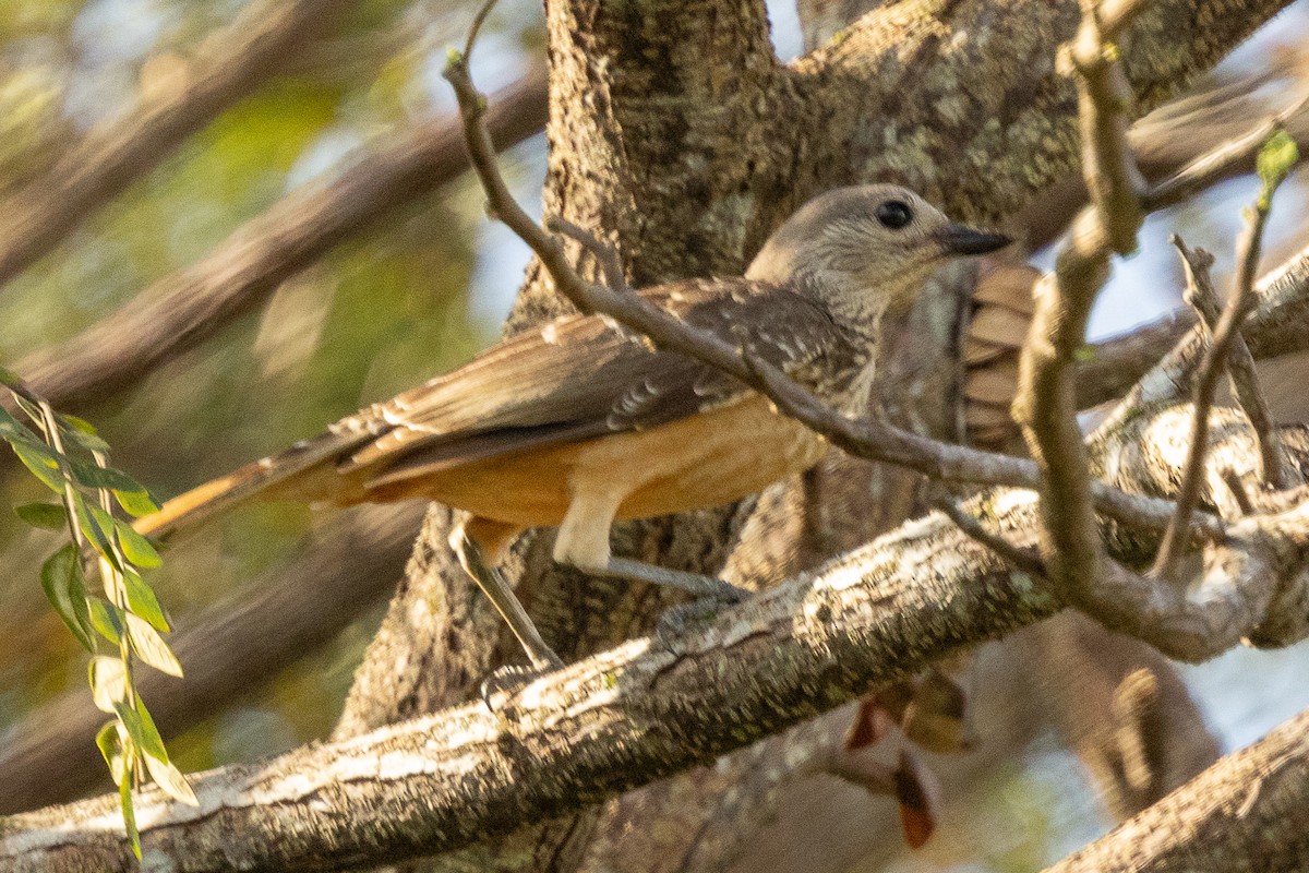 Fawn-breasted Bowerbird - ML640026657