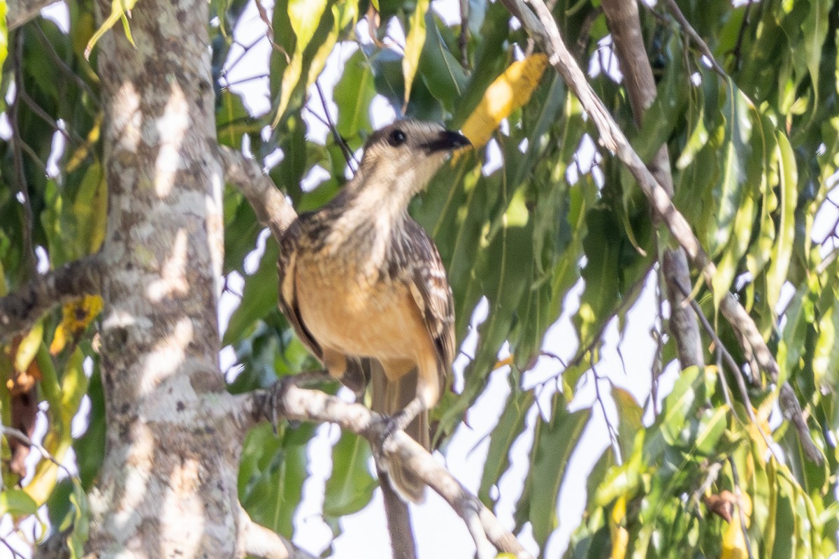 Fawn-breasted Bowerbird - ML640026658