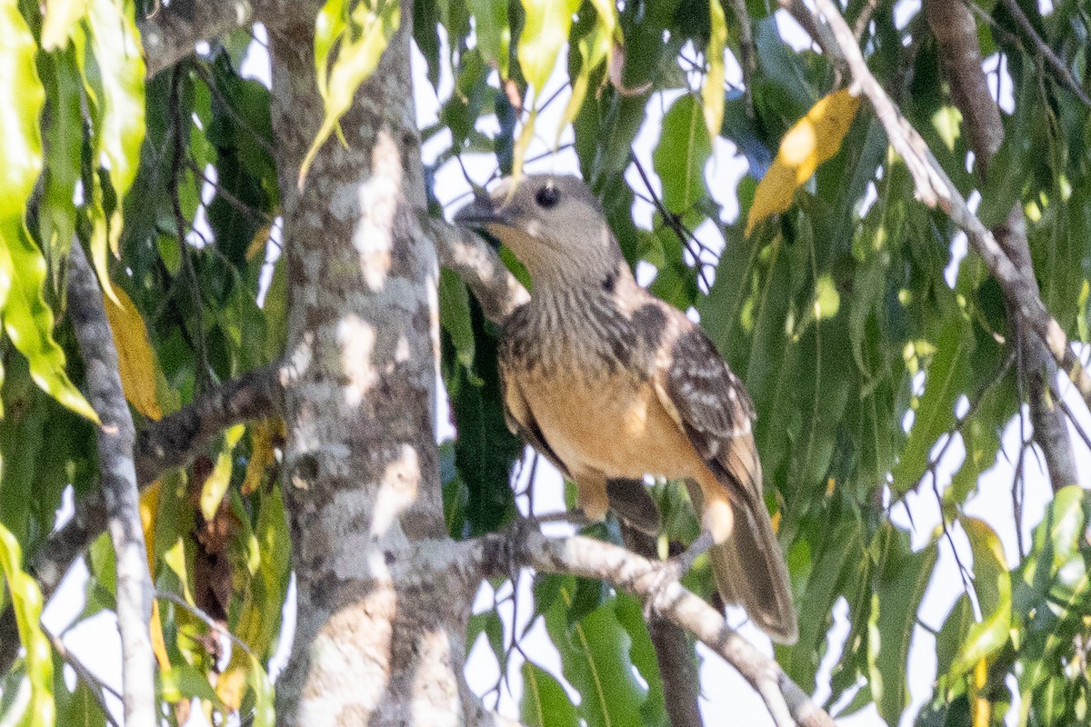 Fawn-breasted Bowerbird - ML640026659