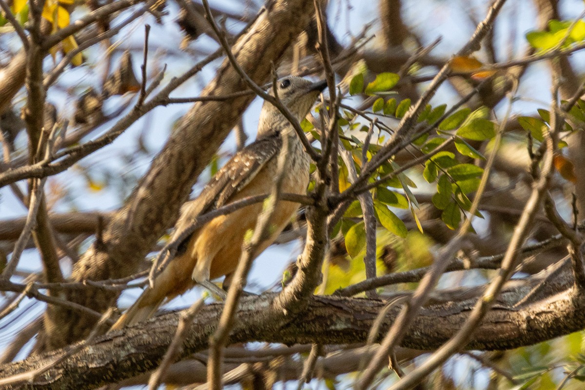 Fawn-breasted Bowerbird - ML640026660