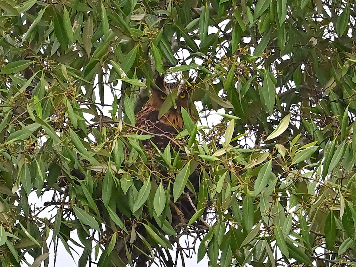 Buffy Fish-Owl - ML640026730