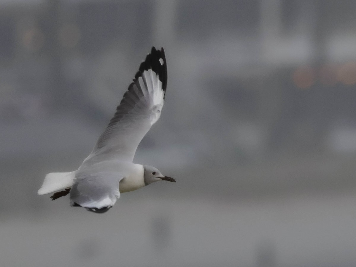 Gray-hooded Gull - ML640026734