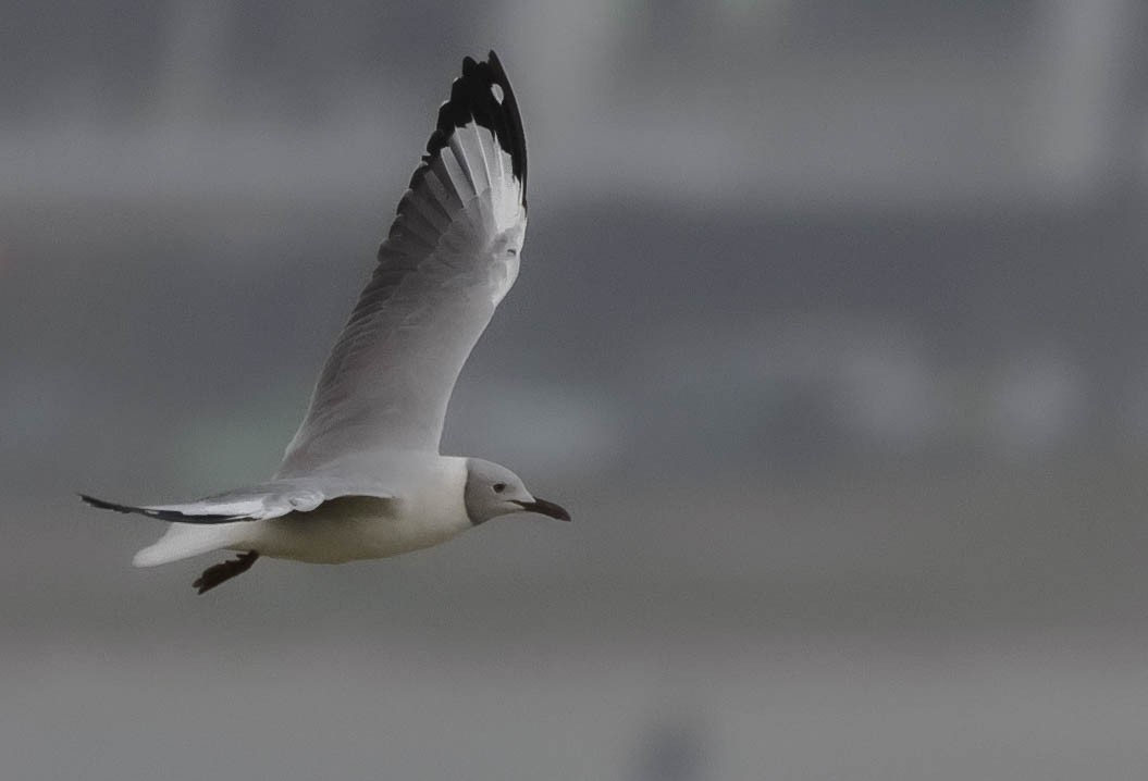 Gray-hooded Gull - ML640026735