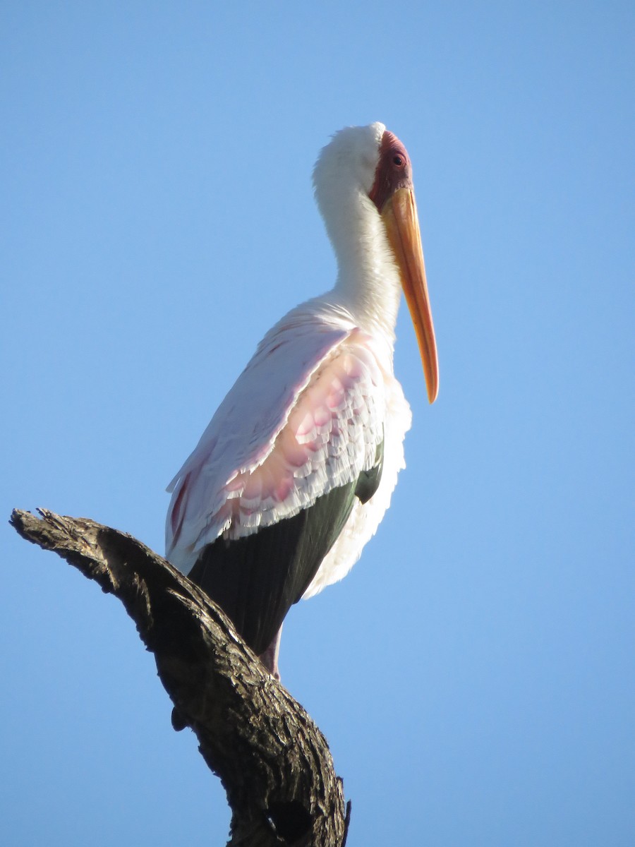 gulnebbstork - ML640026749