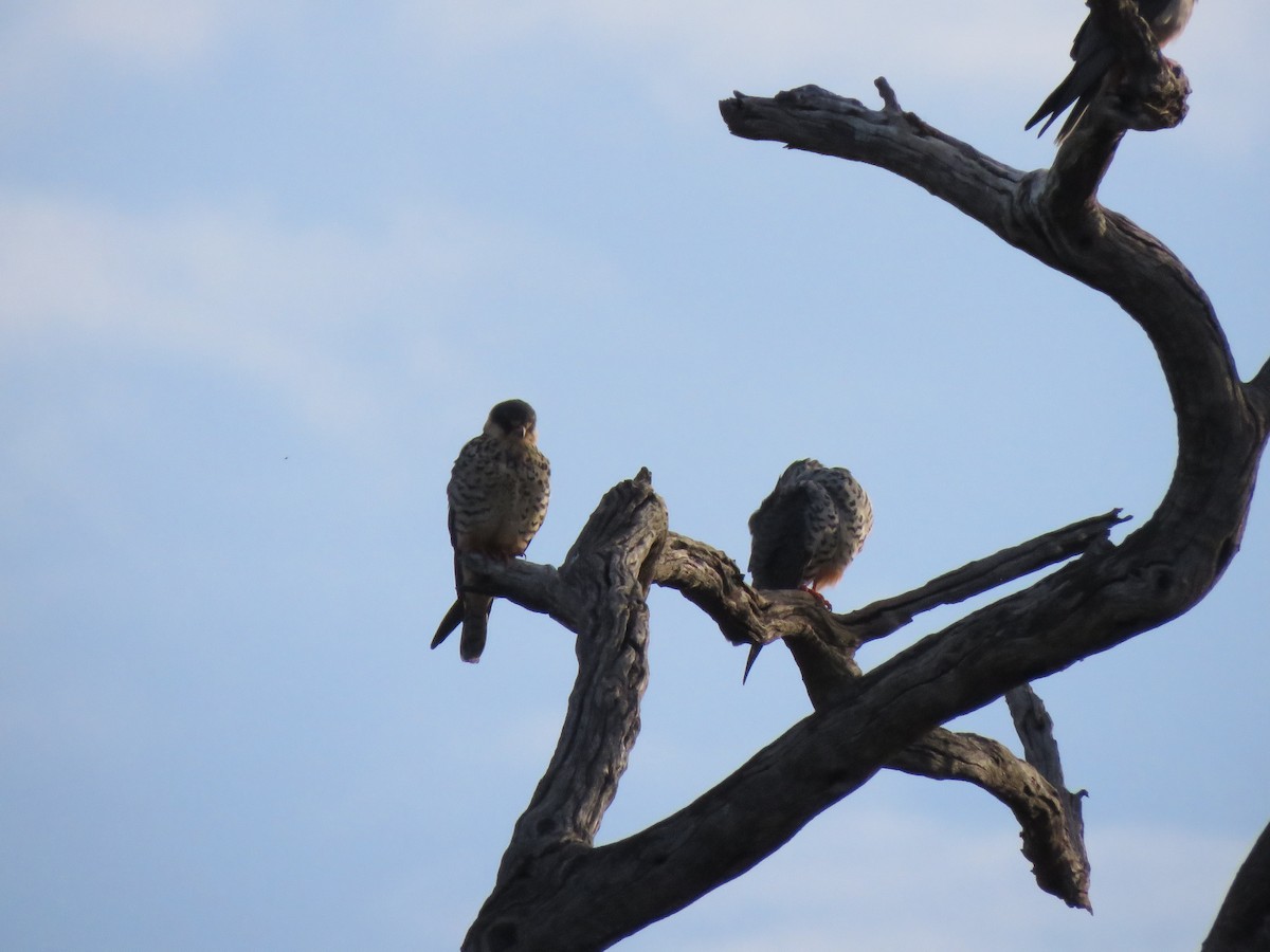 amurfalk - ML640026752