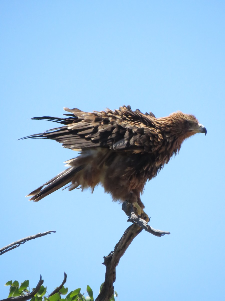 savanneørn - ML640026759