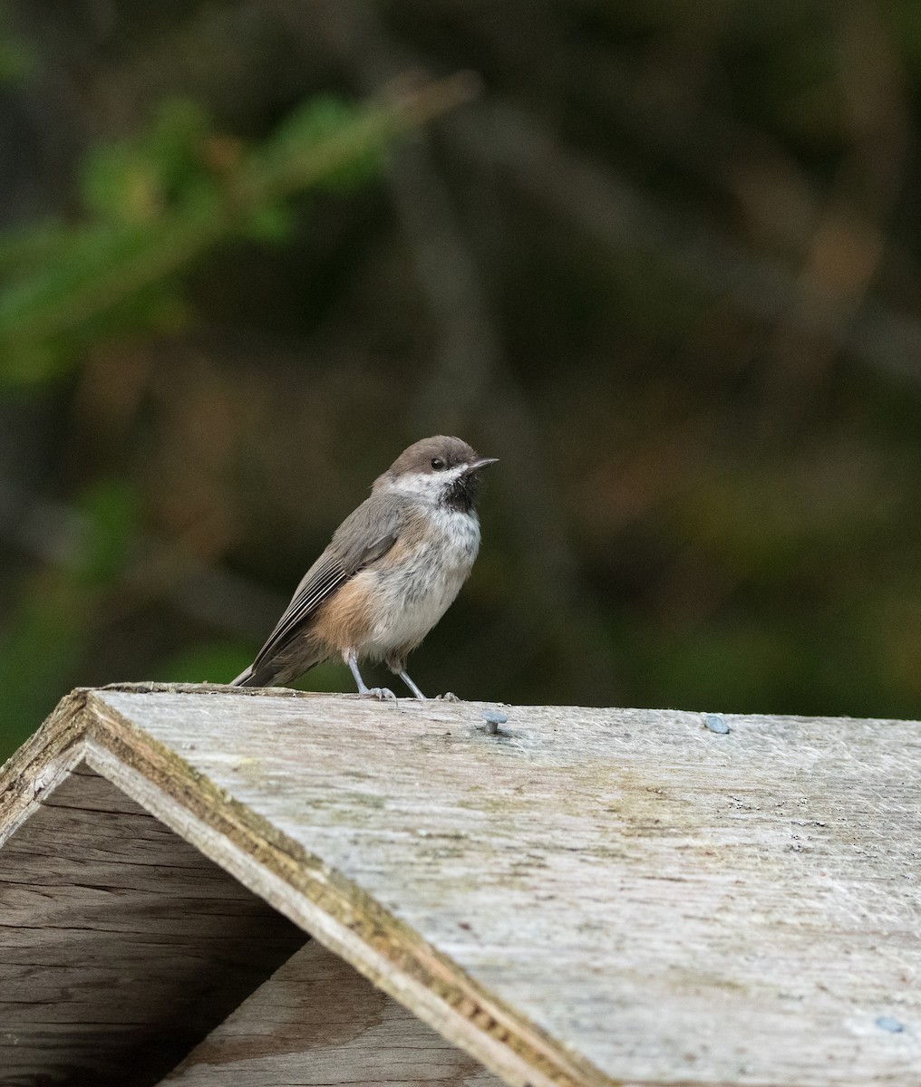 Boreal Chickadee - ML640026767