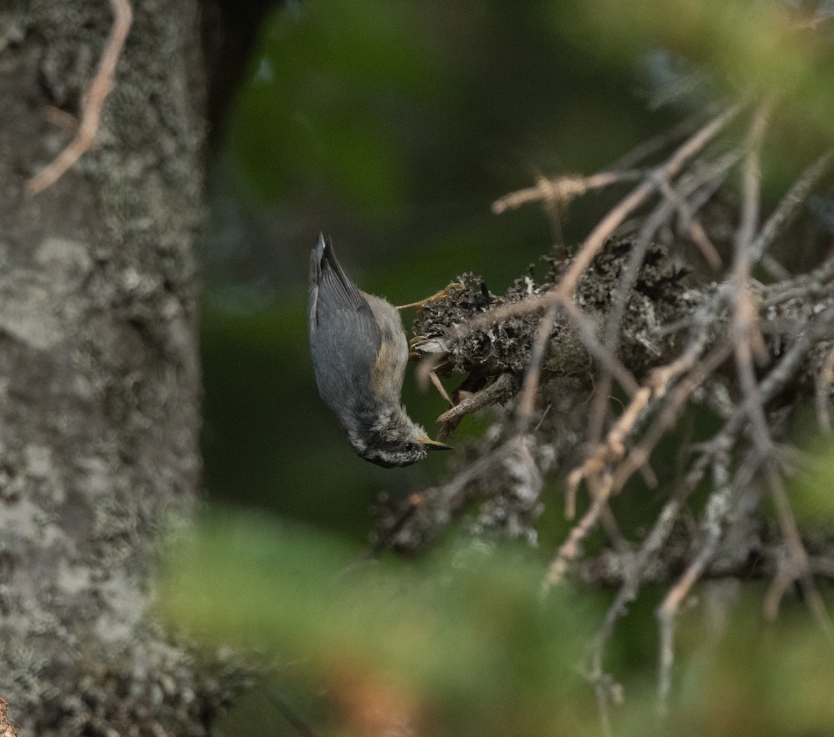 Red-breasted Nuthatch - ML640026793