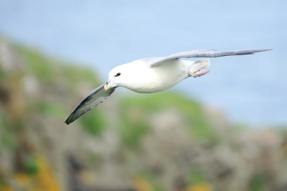 Northern Fulmar - ML640026796