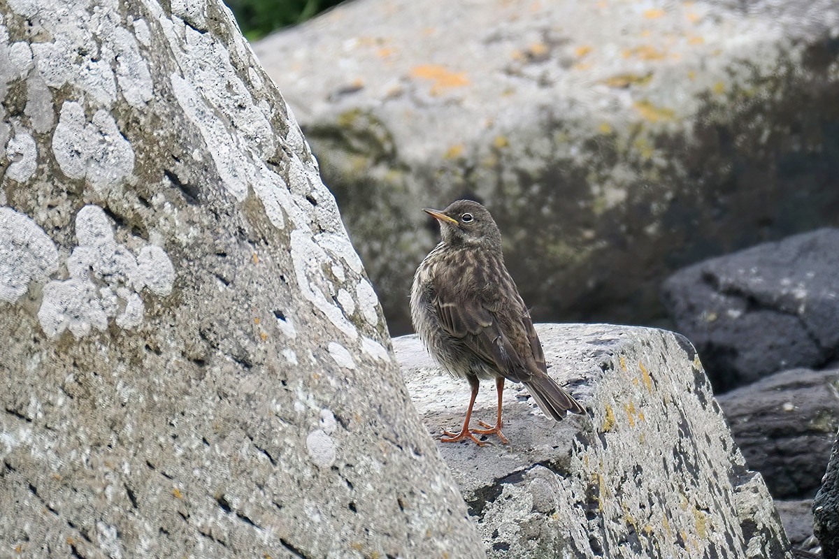 Rock Pipit - ML640026808
