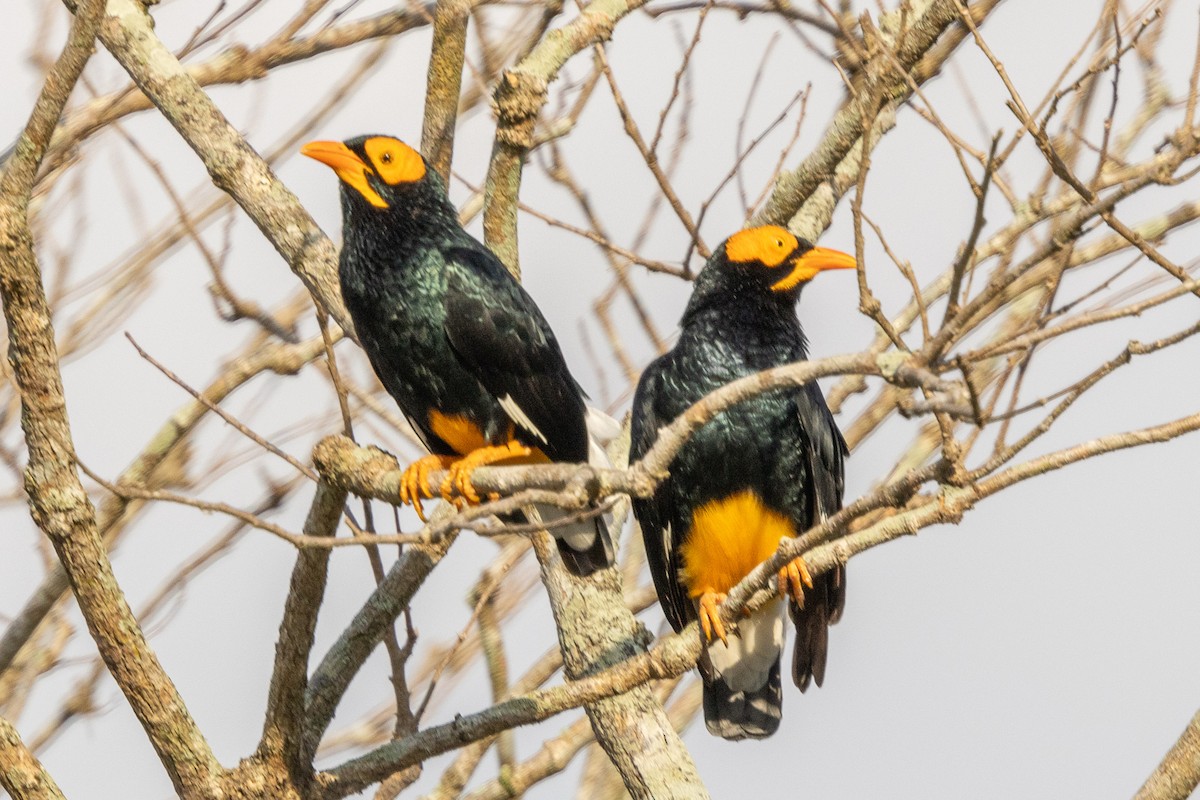 Yellow-faced Myna - ML640026862