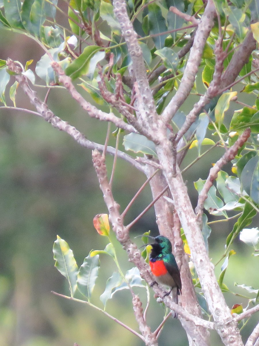 Greater Double-collared Sunbird - ML640026936