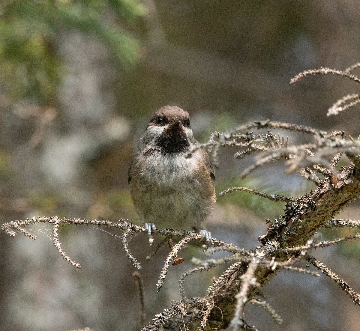 Boreal Chickadee - ML640026967
