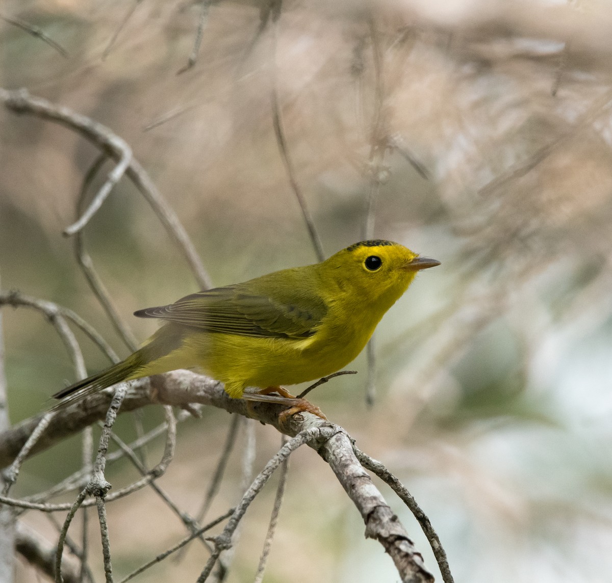 Wilson's Warbler - ML640026981