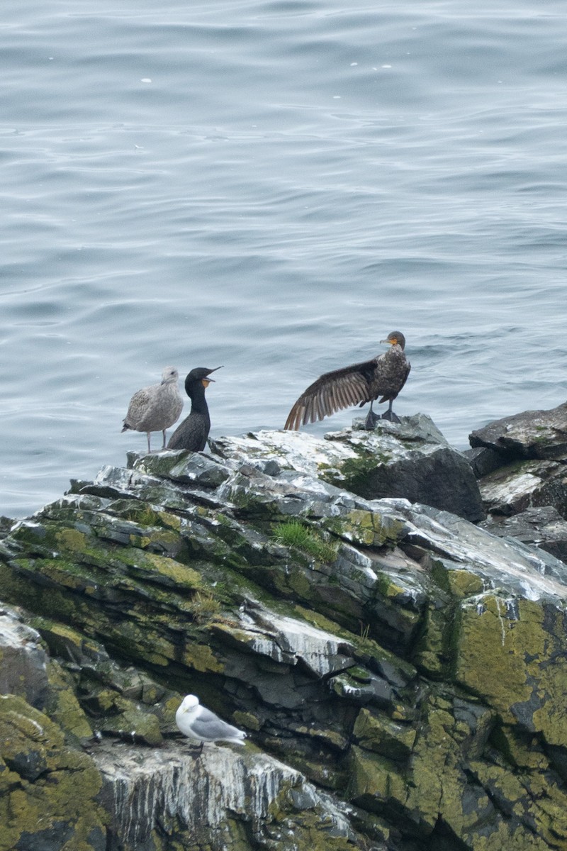 Double-crested Cormorant - ML640027072