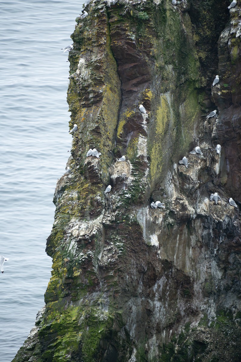 Black-legged Kittiwake - ML640027074
