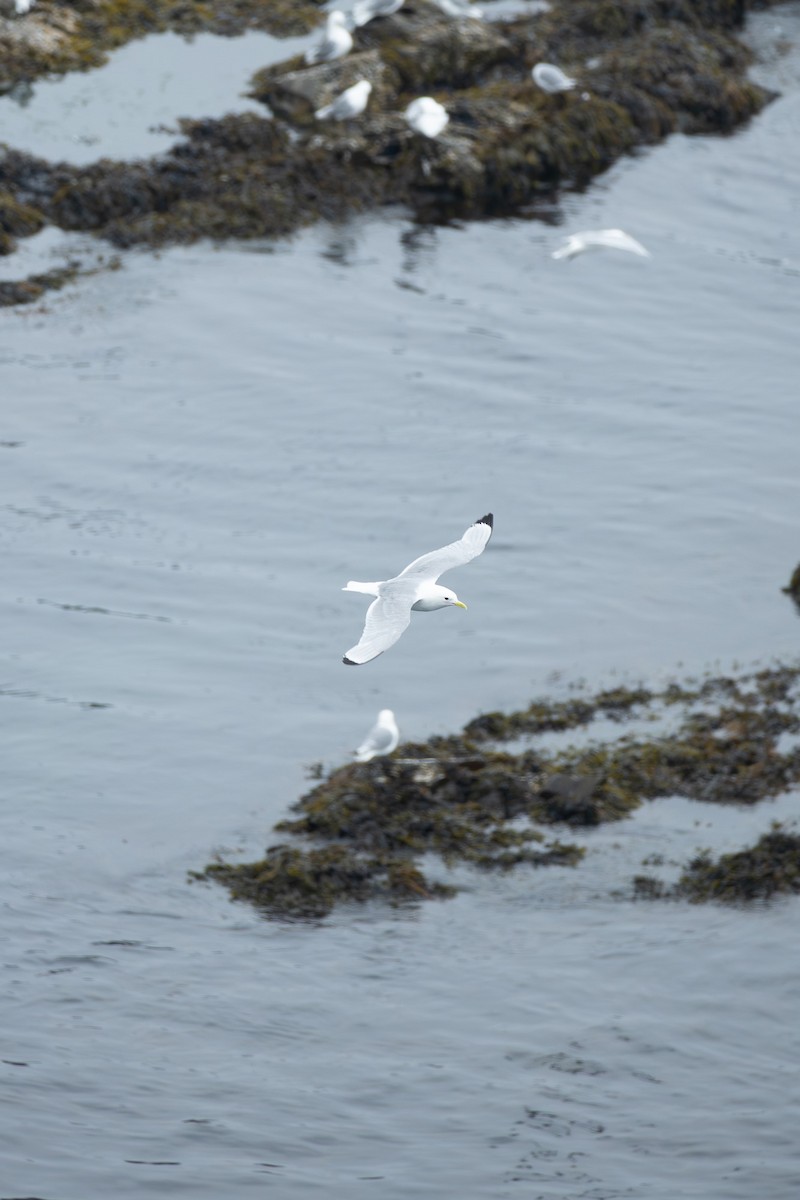 Black-legged Kittiwake - ML640027076