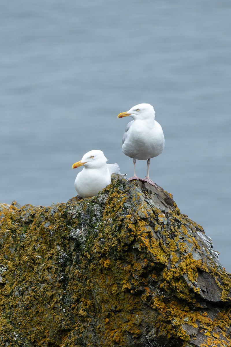 American Herring Gull - ML640027088
