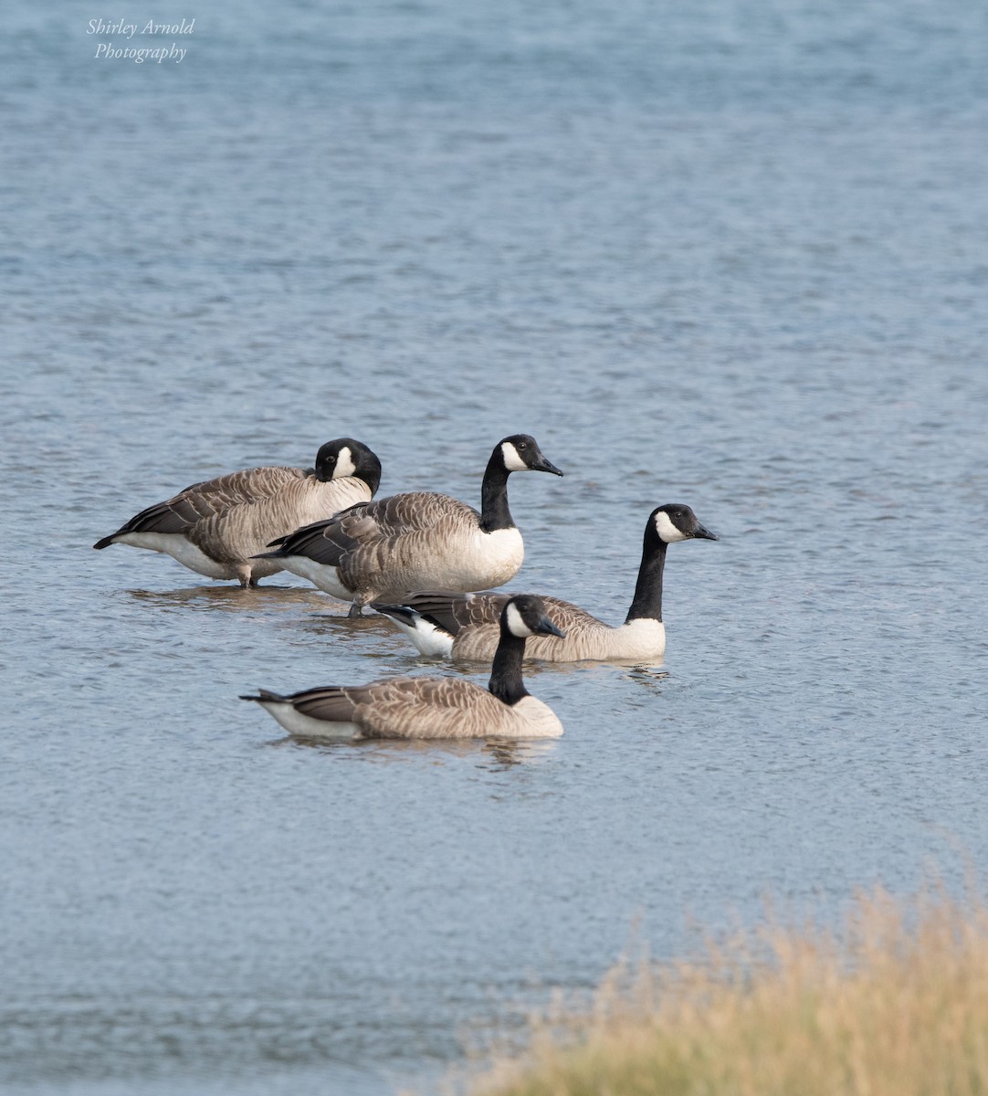 Canada Goose - ML640027093