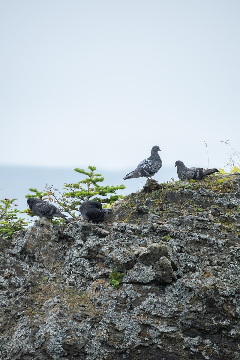 Rock Pigeon (Feral Pigeon) - ML640027094
