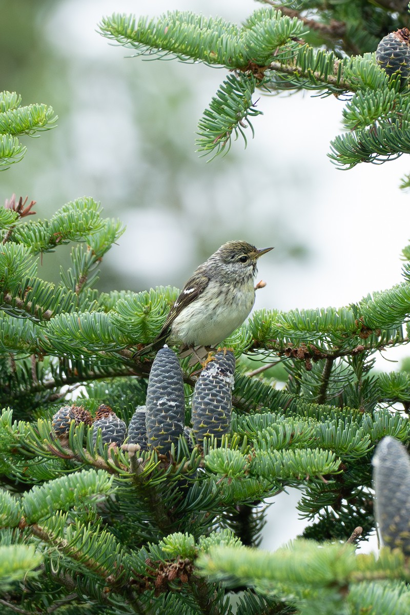 Blackpoll Warbler - ML640027098