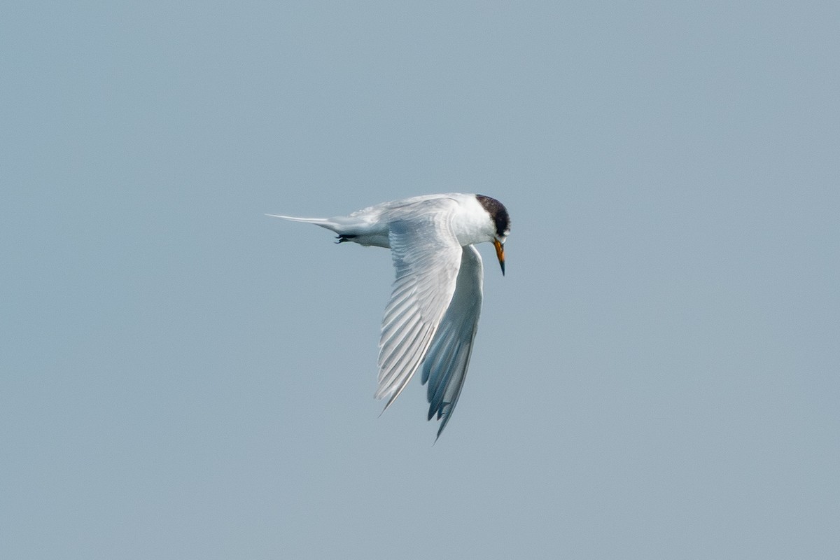 Australian Fairy Tern - ML640027100