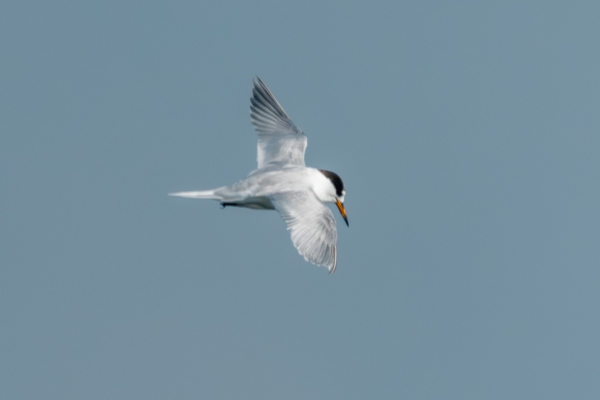 Australian Fairy Tern - ML640027101